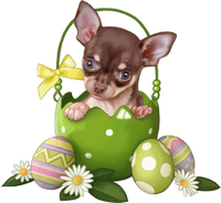 cute chihuahua in easter basket